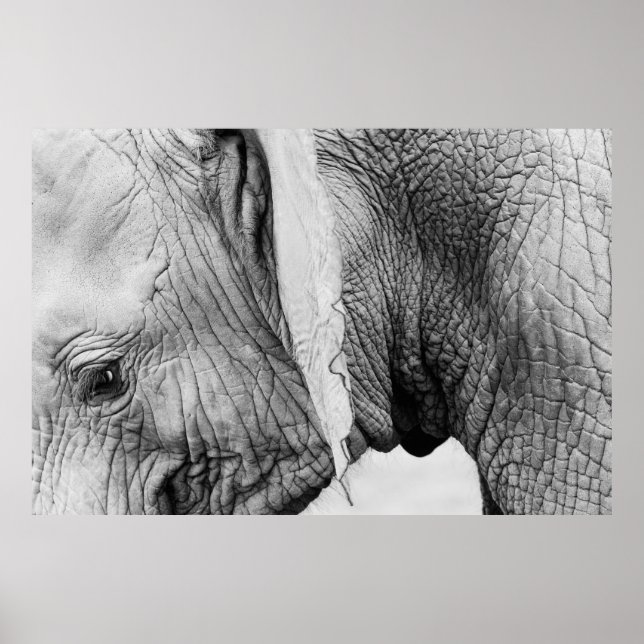 Poster Elephant animal wildlife skin (Frente)