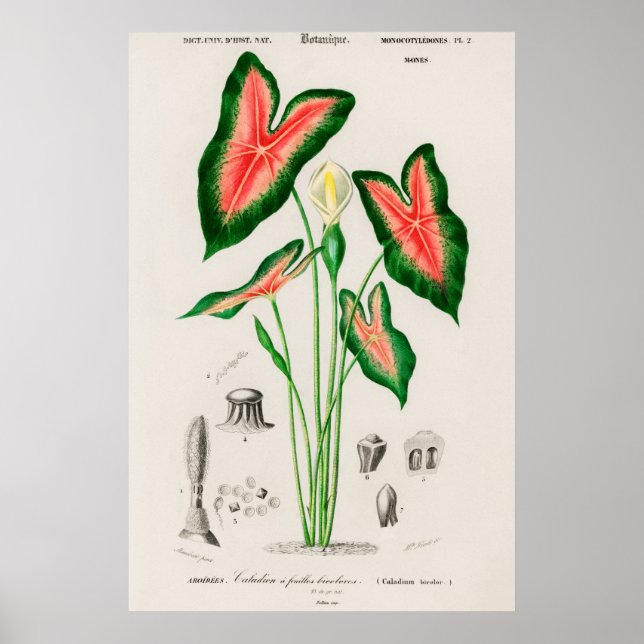 Poster Elephant ear (Caladium bicolor) (Frente)