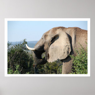 Pôster Elephant Eating, South Africa