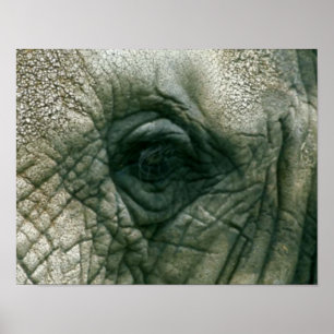 Pôster Elephant Eye