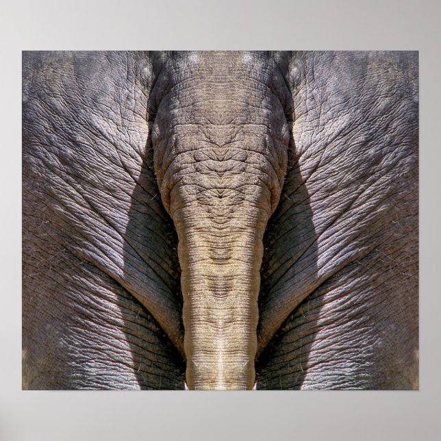 POSTER ELEPHANT FUN (Frente)