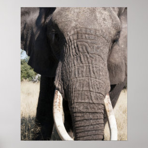 Poster Elephant (Loxodonta african), Abu Camp 3