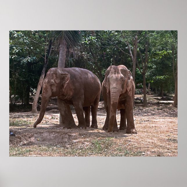 Poster Elephant Pair (Frente)