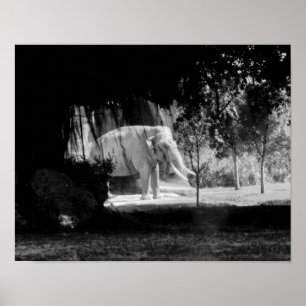 Pôster Elephant Photo Print 14" x 11"
