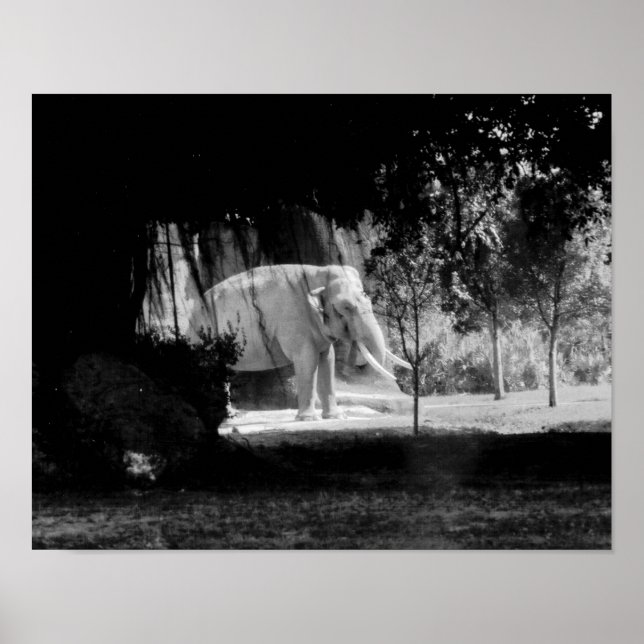 Pôster Elephant Photo Print 14" x 11" (Frente)