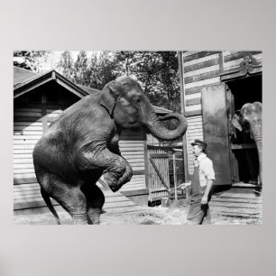 Poster Elephant Trick, 1910s