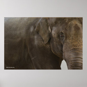 Poster Elephant Up-Close