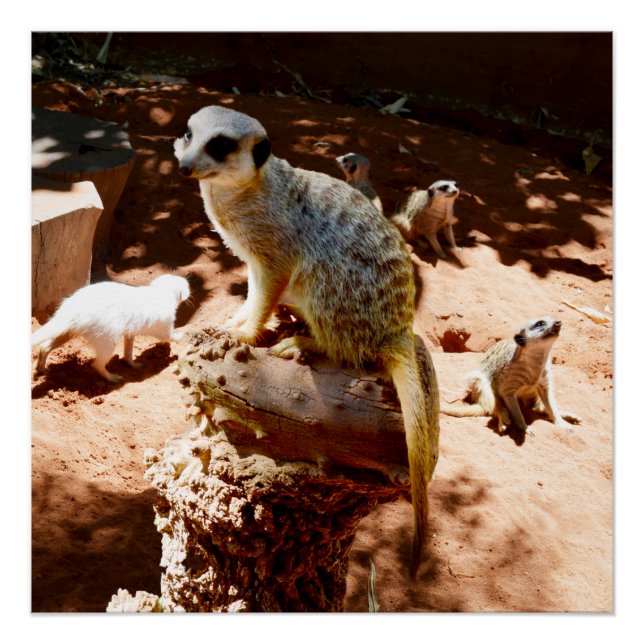 Pôster Eliza Rainha Dos Meerkats, Poster (Frente)