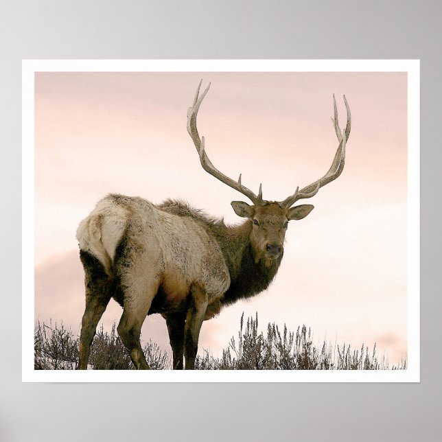 Pôster Elk (Frente)