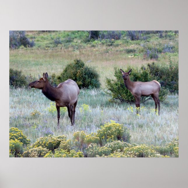 Poster Elk Americano | Colorado (Frente)