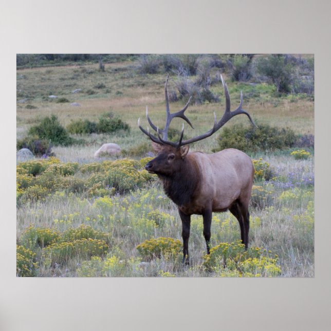 Poster Elk Americano | Rocky National Park, Colorado (Frente)