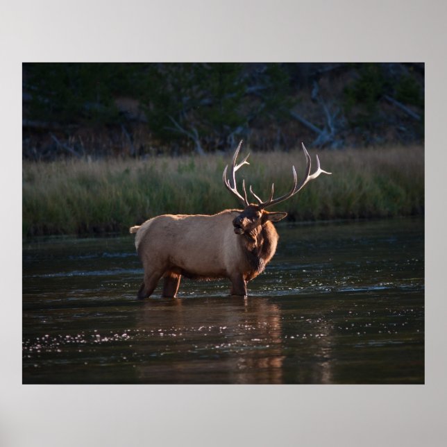 Poster Elk Bugling (Frente)