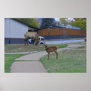 Poster Elk Bull e Calf