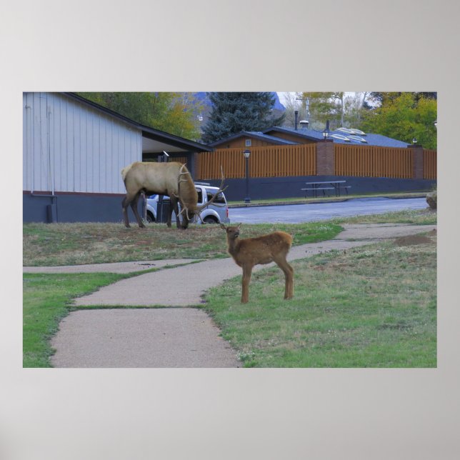 Poster Elk Bull e Calf (Frente)