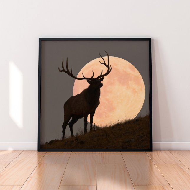 Pôster Elk Bull Elk e Moon Rise (Criador carregado)