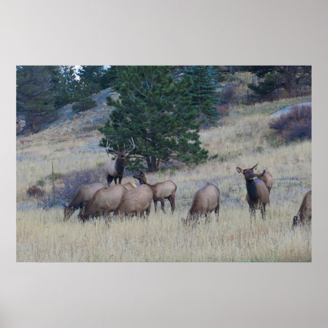 Poster Elk Herd (Frente)