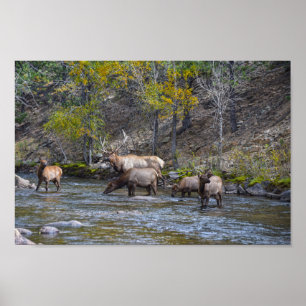 Poster Elk Herd no Big Thompson River