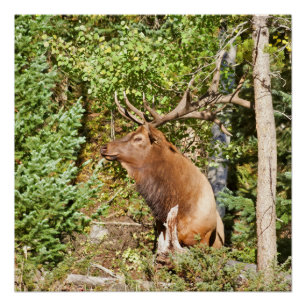 Pôster Elk Masculino no Parque Nacional da Montanha Rocky