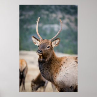 POSTER ELK NO PARQUE NACIONAL DA MONTANHA DE ROCKY - ELK
