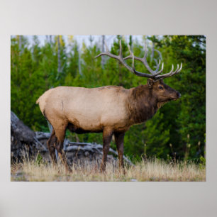 Poster Elk   Parque Nacional Yellowstone, Wyoming