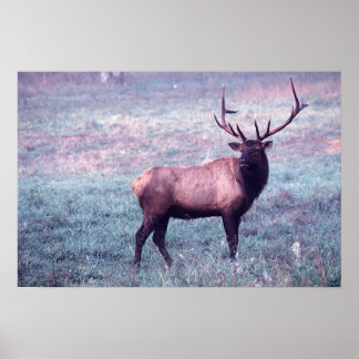 Pôster Elk Print w/o Borders