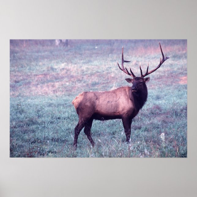 Pôster Elk Print w/o Borders (Frente)