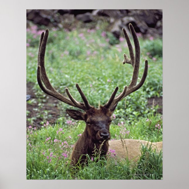 Poster Elk Touro Descansado No Prado Alpino Com Anéis (Frente)