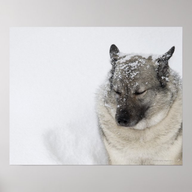 Pôster Elkhound Norueguês (Frente)