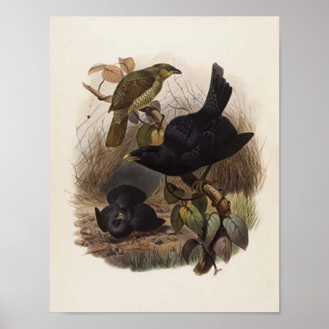 Poster Elliot - Ptilorhynchus violaceus -Satin Bower-bird (Frente)