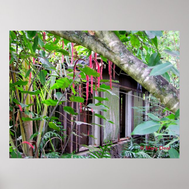 Poster Elvis Presley Bungalow (Frente)