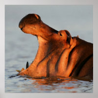 Em Dusk Hippopotamus Retrait