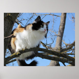 Poster em uma árvore por djoneill