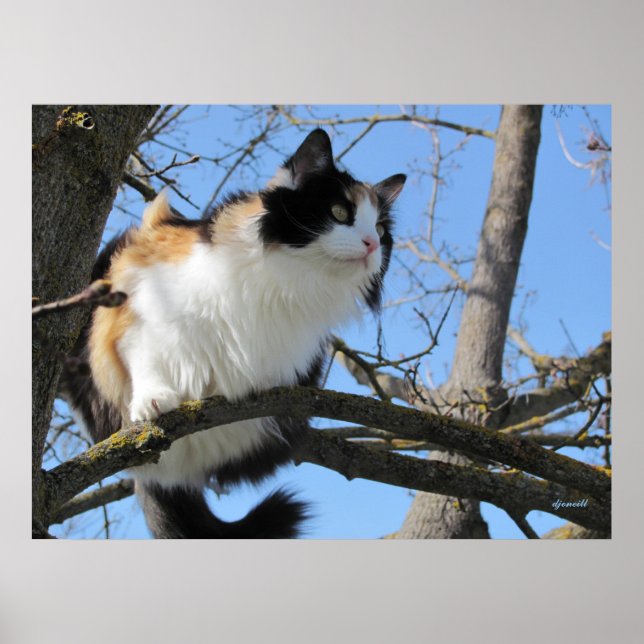 Poster em uma árvore por djoneill (Frente)