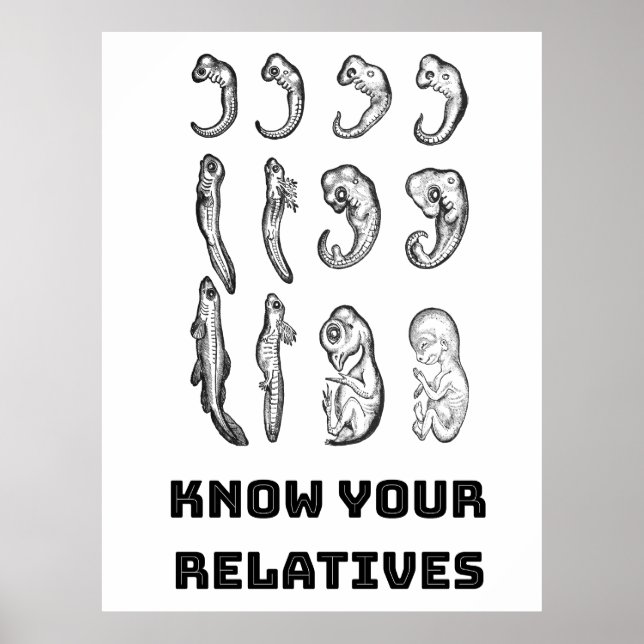 Poster Embriogênese Evolutiva (Frente)