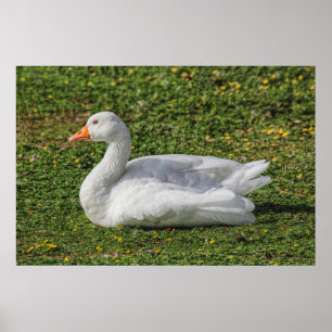 Poster Emden Goose, Lago Roath Park, Cardiff, Gales.