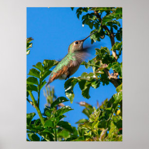 Poster Emerald Flash: Beija-flor em Movimento