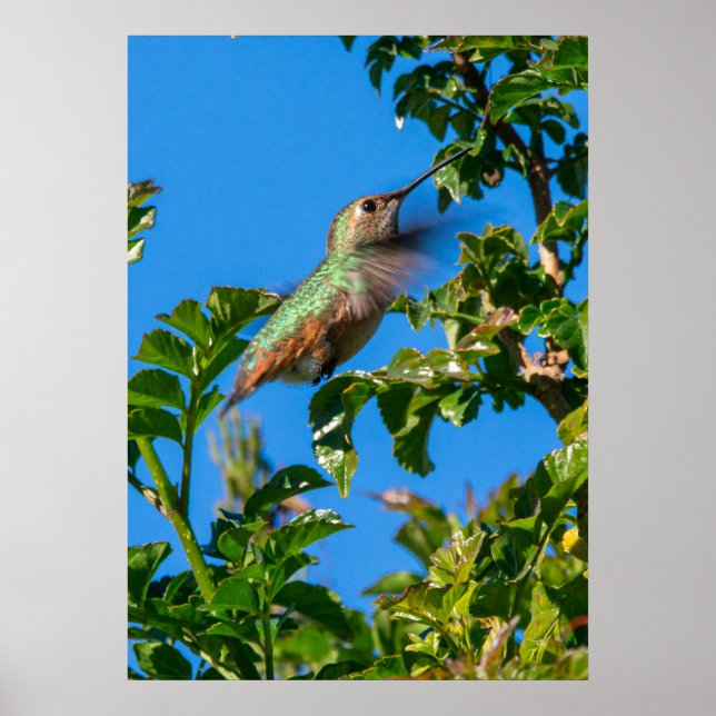 Poster Emerald Flash: Beija-flor em Movimento (Frente)