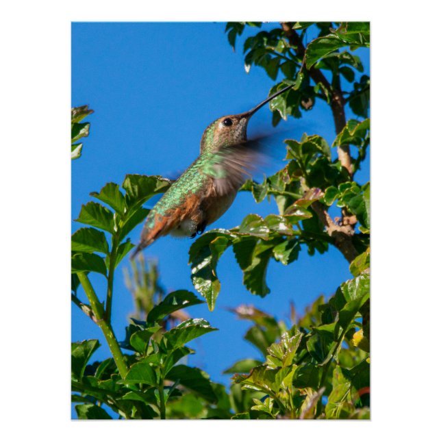 Pôster Emerald Flash: Beija-flor em Movimento (Frente)