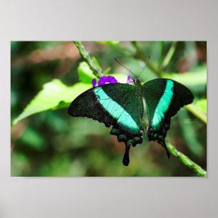 Poster Emerald Swallowtail Exótico