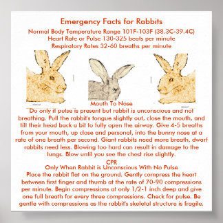 Poster Emergency Facts for Flemish Giant Rabbits