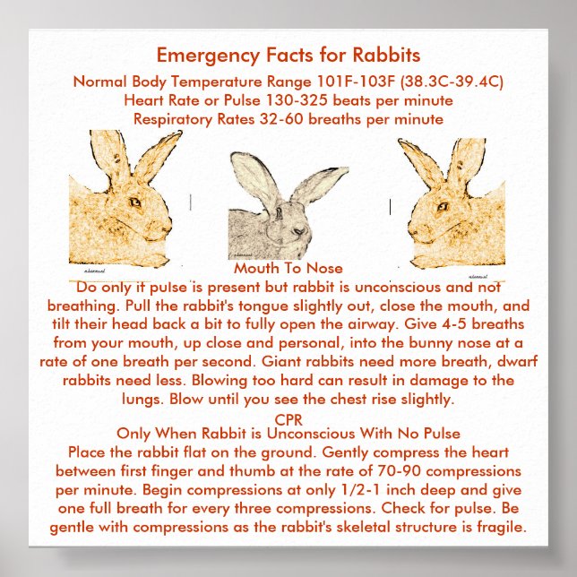 Poster Emergency Facts for Flemish Giant Rabbits (Frente)