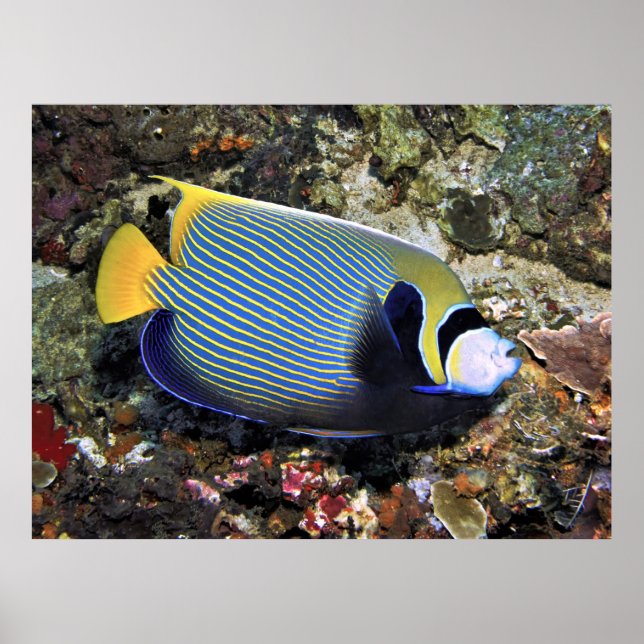 Poster Emperor Angelfish Nusa Penida (Frente)