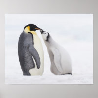 Emperor penguin (Aptenodytes forsteri), chick