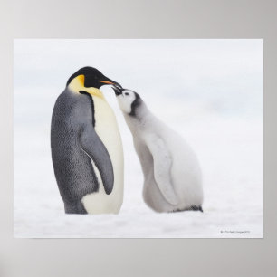 Pôster Emperor penguin (Aptenodytes forsteri), chick