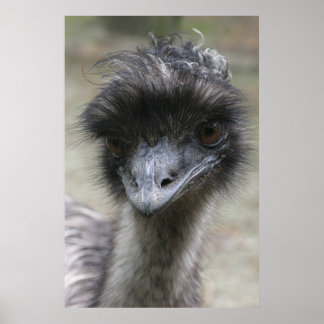 Pôster Emu