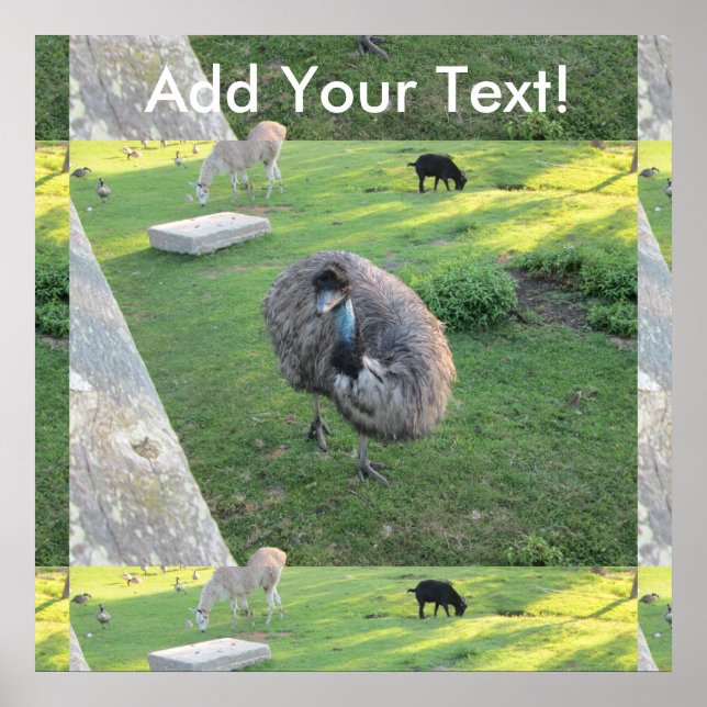 Pôster Emu (Frente)