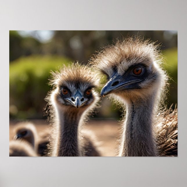 Poster Emu Birds (Frente)