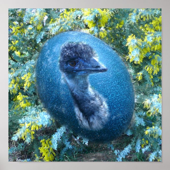 Poster Emu Wildlife (Frente)
