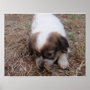 Pôster Encaixe de cães