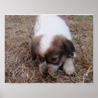 Pôster Encaixe de cães